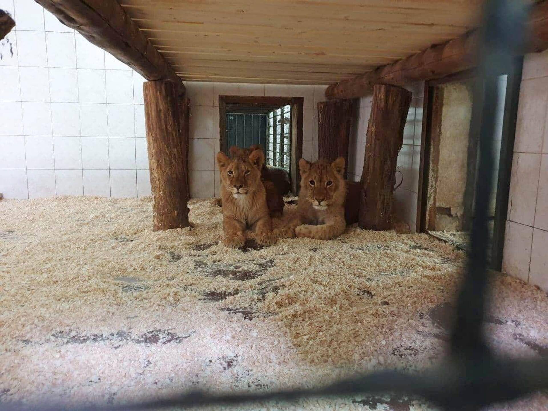 Фото: львы справят новоселье в кишиневском зоопарке - Sputnik Молдова, 1920, 18.03.2021