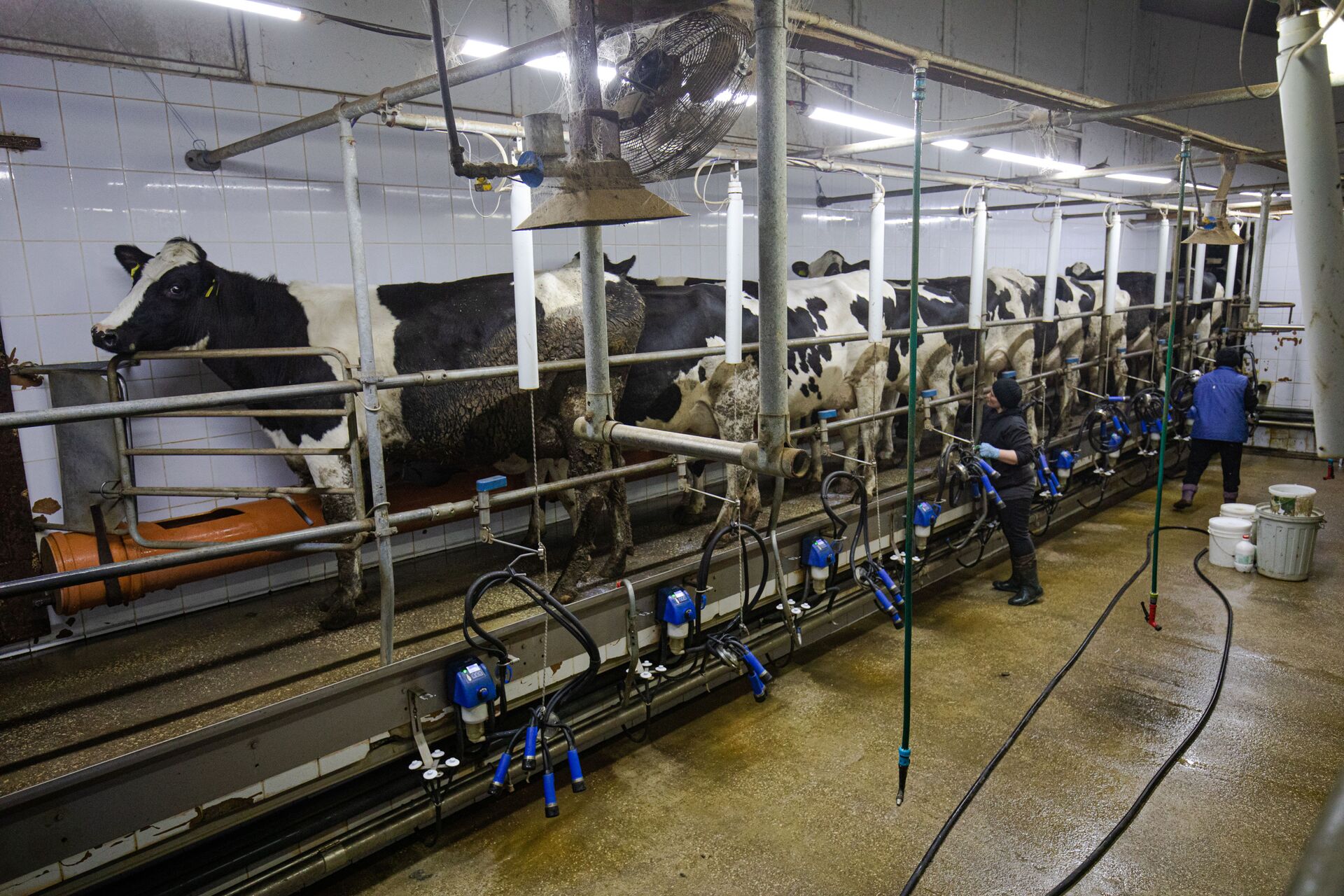 Moldova riscă să rămână fără lapte de producție autohtonă - vacile sunt duse la abator - Sputnik Moldova, 1920, 13.04.2021