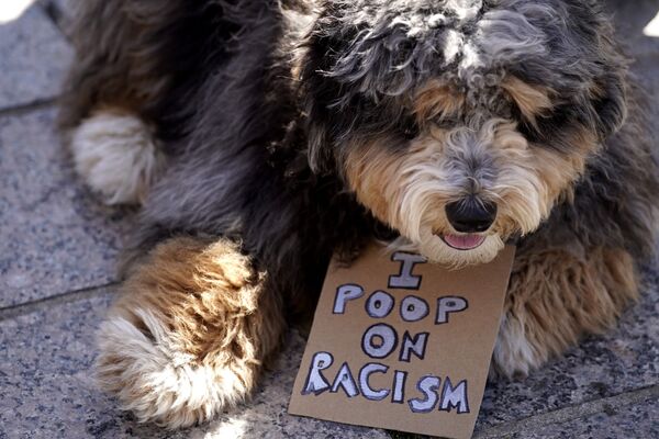 Собака во время акции Stop Asian Hate в США - Sputnik Молдова