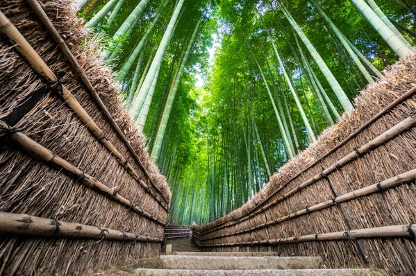 Бамбуковый лес Arashiyama в Японии  - Sputnik Молдова