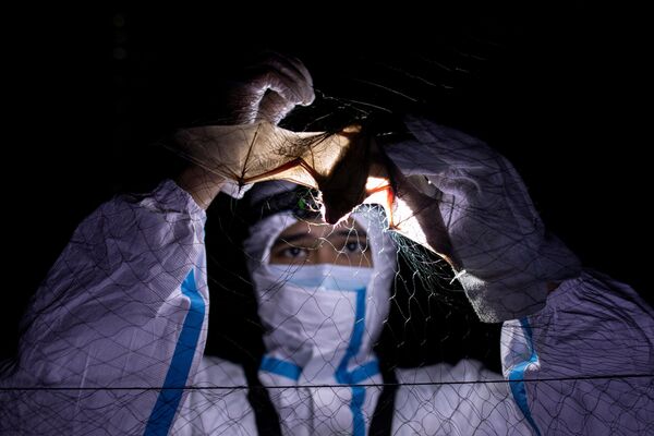 Эколог распутывает летучую мышь, пойманную в туманную сеть, Филиппины - Sputnik Moldova-România