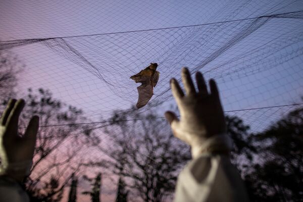 Эколог пытается поймать летучую мышь, попавшую в сеть, Филиппины - Sputnik Moldova-România