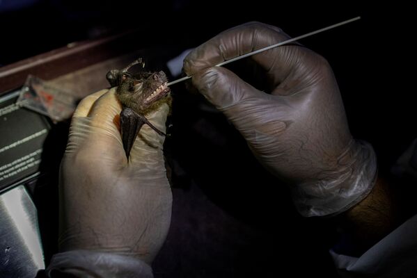 Эколог берет мазок из ротовой полости летучей мыши - Sputnik Moldova-România