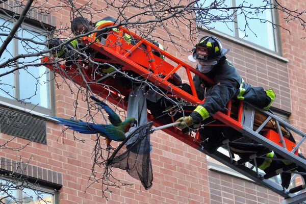 Пожарные Нью-Йорка спасают Дилана, каталинского ара, с дерева в районе Манхэттена в Нью-Йорке - Sputnik Молдова