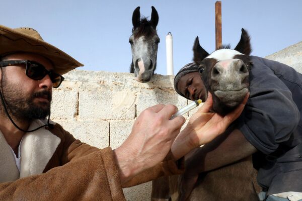 Ливийский заводчик и дрессировщик чистокровных арабских лошадей Абдул Салам аль-Ворфали ухаживает за лошадью в своей конюшне - Sputnik Молдова