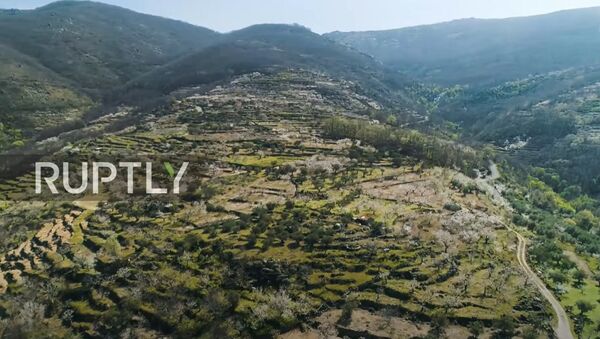 The hills are alive with blossoming cherry trees captured by drone in Spain's Jerte Valley - Sputnik Moldova-România