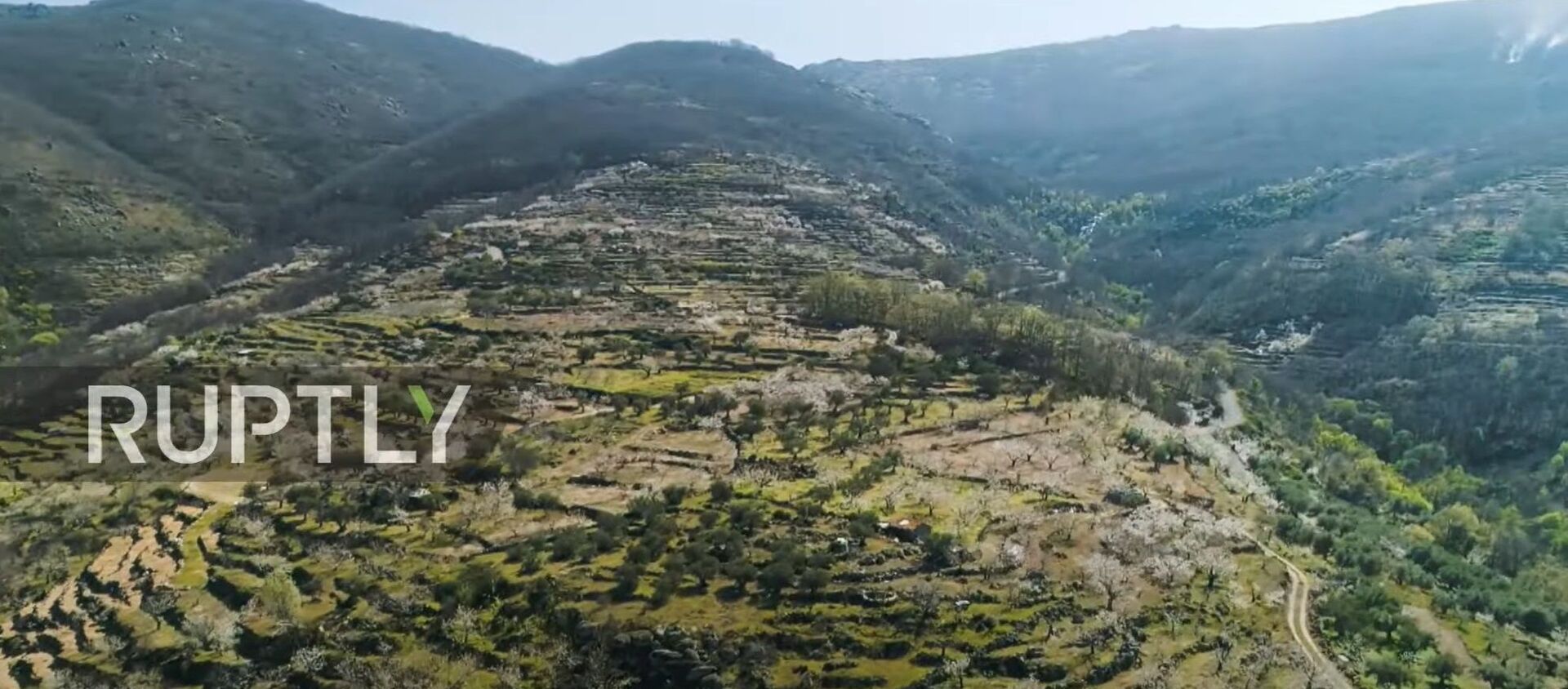 The hills are alive with blossoming cherry trees captured by drone in Spain's Jerte Valley - Sputnik Moldova-România, 1920, 27.03.2021