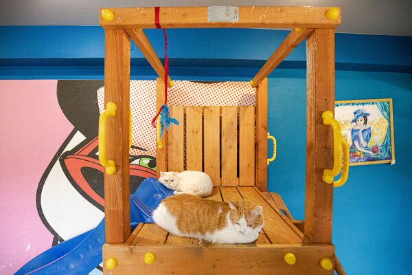 Pisicile, o metodă inedită de a relaxa clienții - Sputnik Moldova
