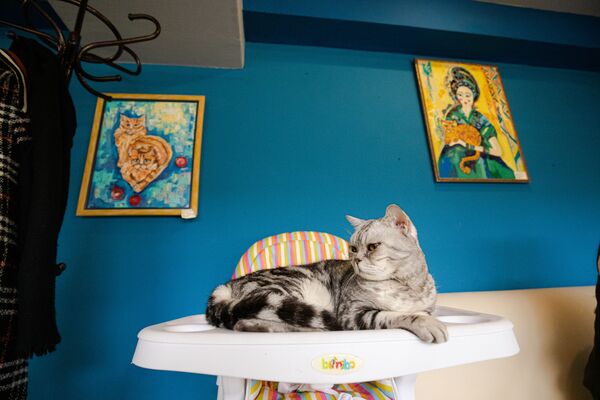 Pisicile, o metodă inedită de a relaxa clienții - Sputnik Молдова