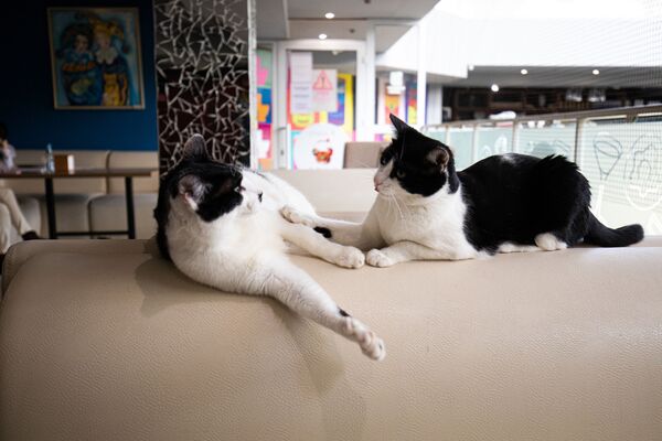 Pisicile, o metodă inedită de a relaxa clienții - Sputnik Moldova