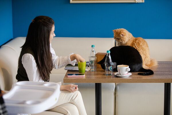 Pisicile, o metodă inedită de a relaxa clienții - Sputnik Moldova-România