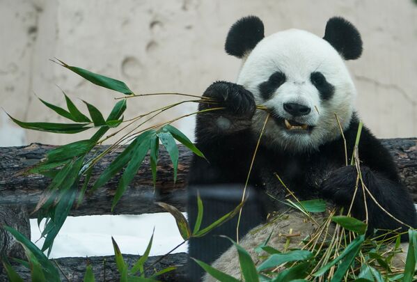 Самец большой панды по кличке Жуи в Московском зоопарке - Sputnik Молдова