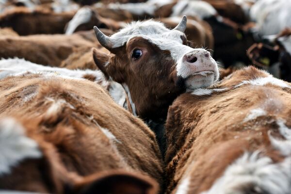 Коровы на территории животноводческого хозяйства Партизан в Крыму - Sputnik Молдова