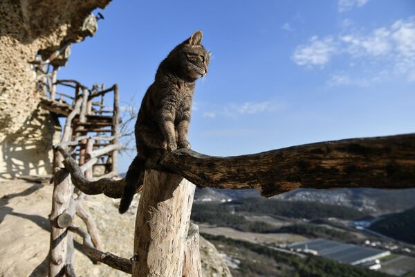 Кошка на территории пещерного монастыря Челтер-Мармара, расположенного на обрыве горы Челтер-Кая в Крыму - Sputnik Молдова