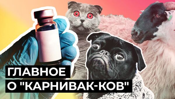 Первую в мире вакцину от COVID-19 для животных зарегистрировали в России  - Sputnik Молдова