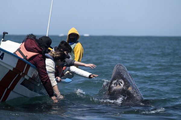 Наблюдатели за китами стараются дотронуться до серого кита в Мексике  - Sputnik Молдова