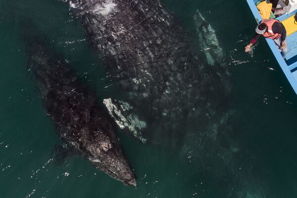 Аэросъемка серых китов у лодки с наблюдателями в Мексике  - Sputnik Молдова