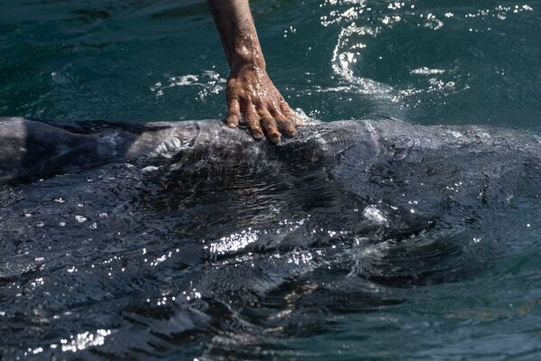 Наблюдатель дотрагивается до кита в Мексике  - Sputnik Молдова