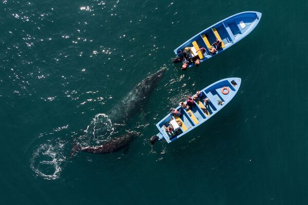 Аэросъемка серых китов у лодки с наблюдателями в Мексике  - Sputnik Молдова
