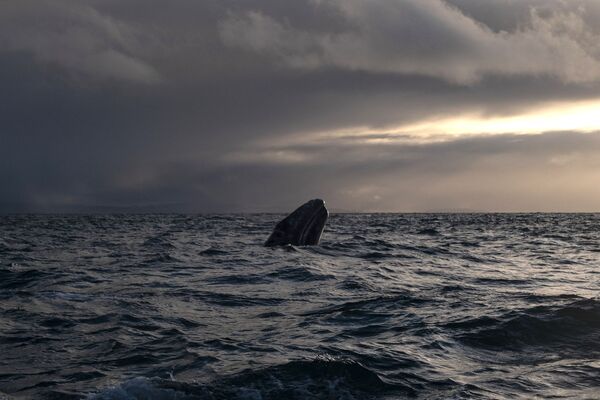 Серый кит в лагуне Ojo de Liebre в Мексике  - Sputnik Молдова