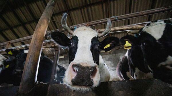 Коровы есть, молока нет: глава Минсельхоза Молдовы подвел итоги года - Sputnik Молдова