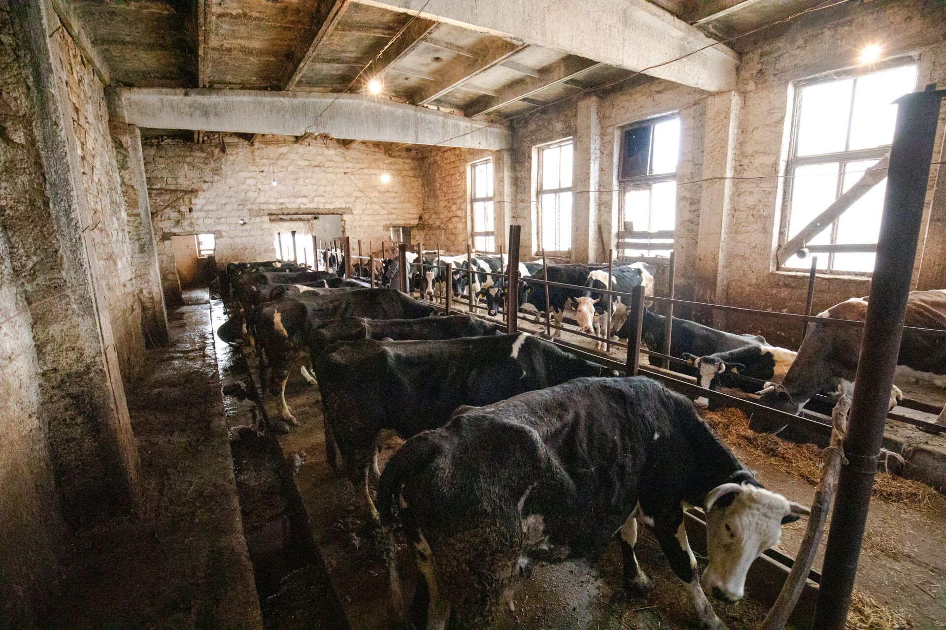 Moldova riscă să rămână fără lapte de producție autohtonă - vacile sunt duse la abator - Sputnik Moldova, 1920, 13.04.2021