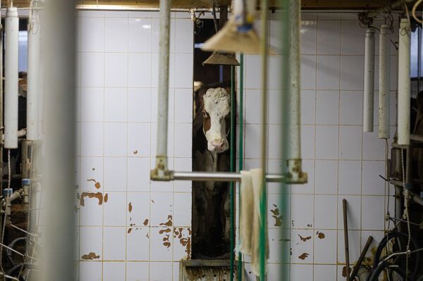 Fermă de bovine - Sputnik Moldova