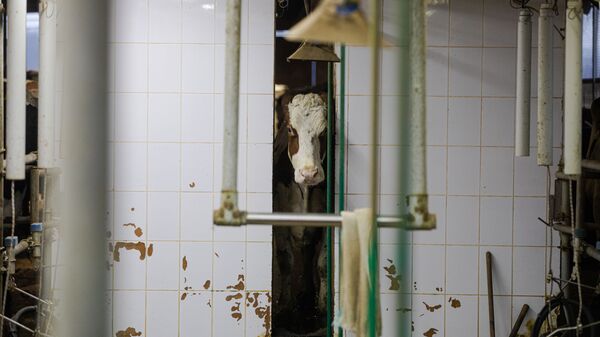 В Молдове не хватает ветеринарных врачей - Sputnik Молдова