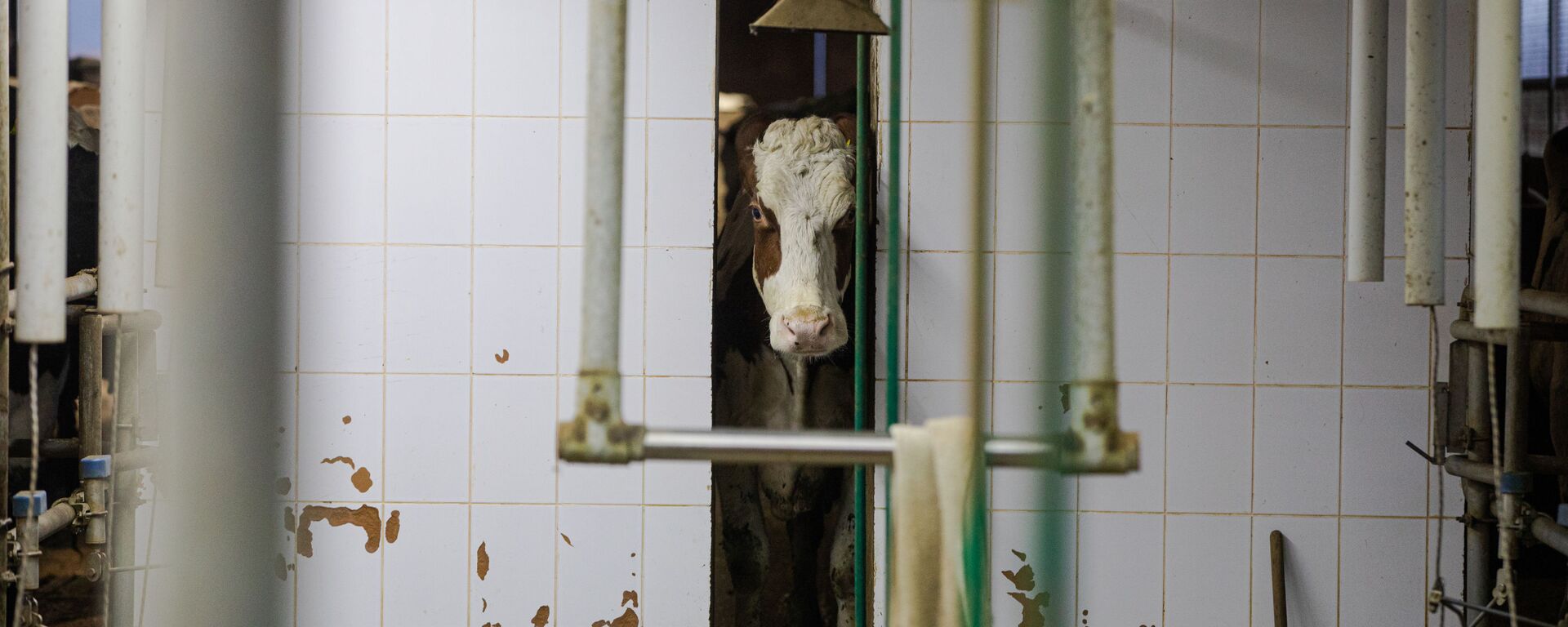 В Молдове не хватает ветеринарных врачей - Sputnik Молдова, 1920, 09.11.2025