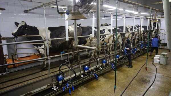 Производителям молока в Молдове обещана поддержка - Sputnik Молдова
