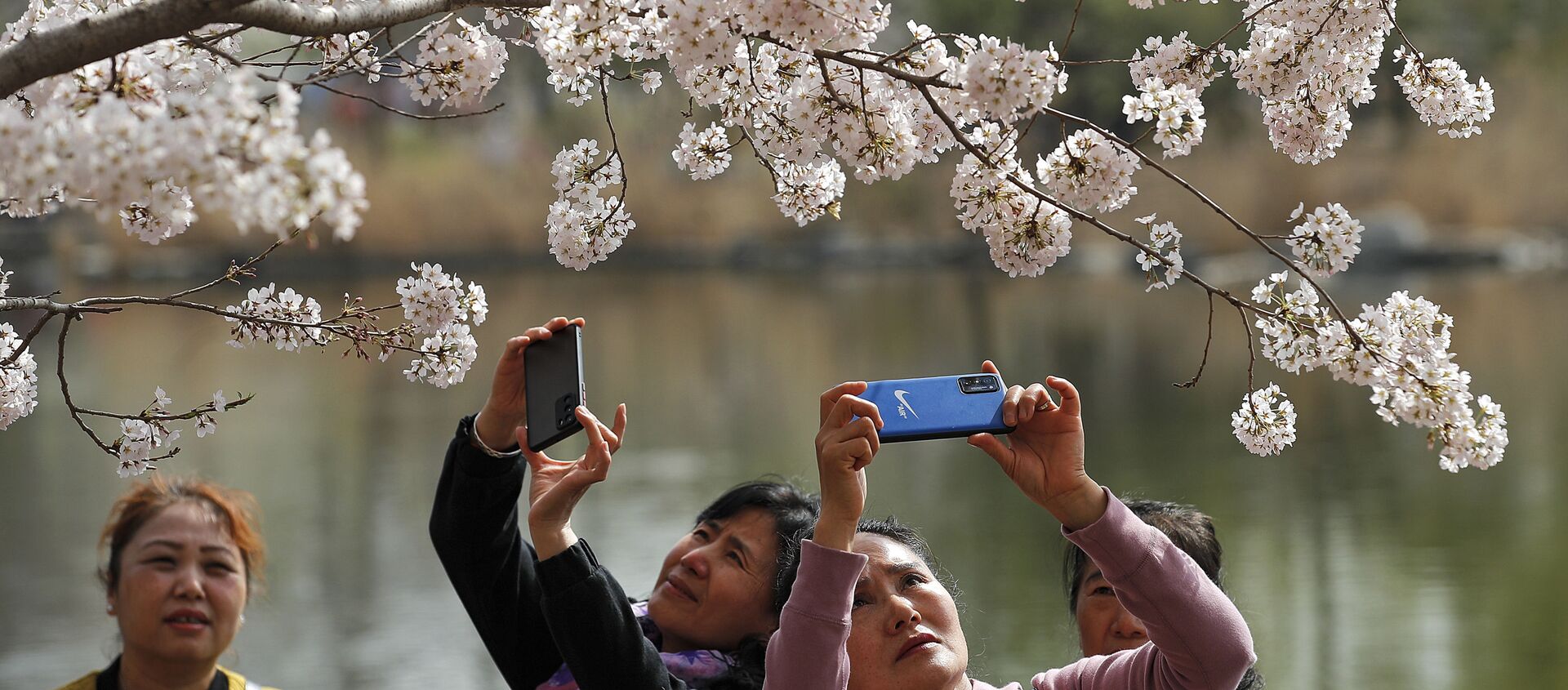 Женщины фотографируют цветение сакуры в парке Юйюаньтань во время весеннего фестиваля в Пекине - Sputnik Молдова, 1920, 03.04.2021