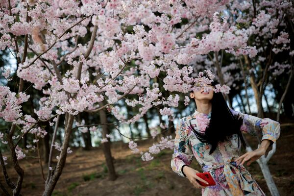 Женщина стоит среди цветущих деревьев во время сезона цветения сакуры в парке Юйюаньтань в Пекине - Sputnik Молдова