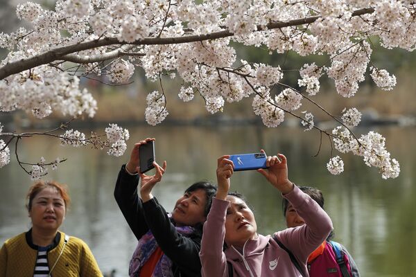 Женщины фотографируют цветение сакуры в парке Юйюаньтань во время весеннего фестиваля в Пекине - Sputnik Молдова