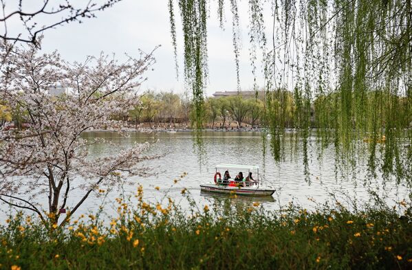 Люди катаются на лодке в парке Юйюаньтань во время сезона цветения сакуры в Пекине - Sputnik Молдова