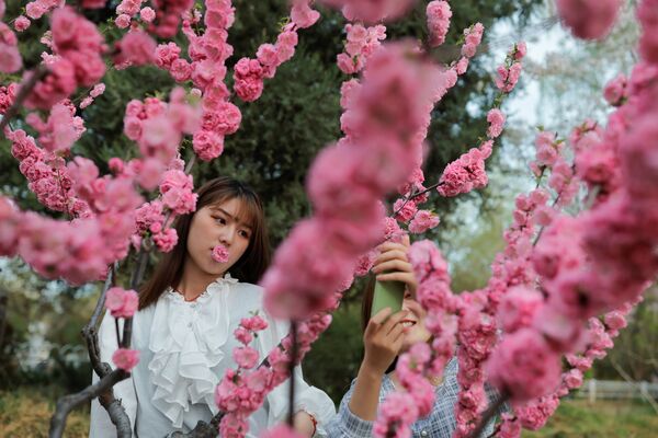 Девушки фотографируются среди цветущих деревьев во время сезона цветения сакуры в парке Юйюаньтань в Пекине - Sputnik Молдова