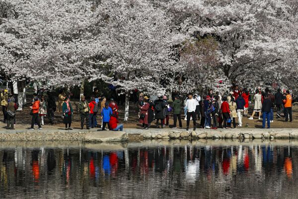 Посетители наблюдают цветение сакуры в парке Юйюаньтань во время весеннего фестиваля в Пекине - Sputnik Молдова