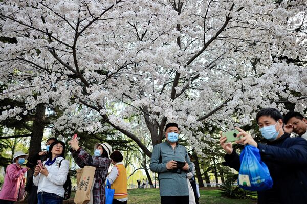 Посетители фотографируют цветение сакуры в парке Юйюаньтань во время весеннего фестиваля в Пекине - Sputnik Молдова