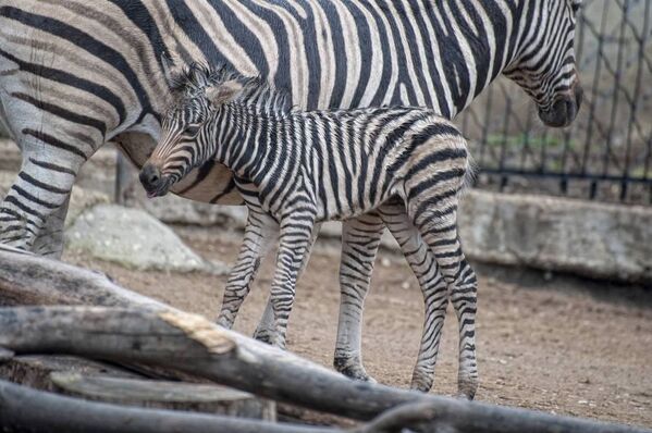 Un pui de zebră s-a născut la Grădina Zoologică  - Sputnik Moldova