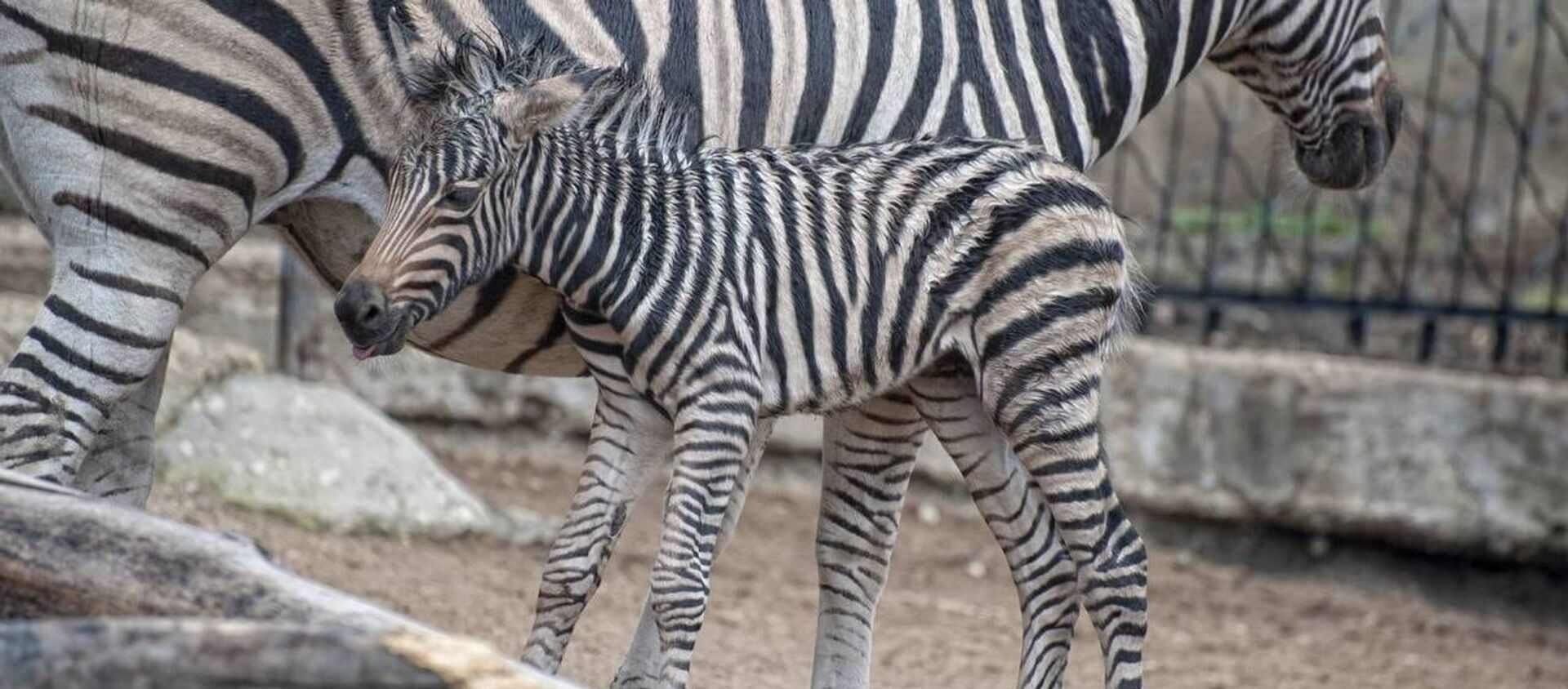 Un pui de zebră s-a născut la Grădina Zoologică  - Sputnik Moldova, 1920, 04.04.2021