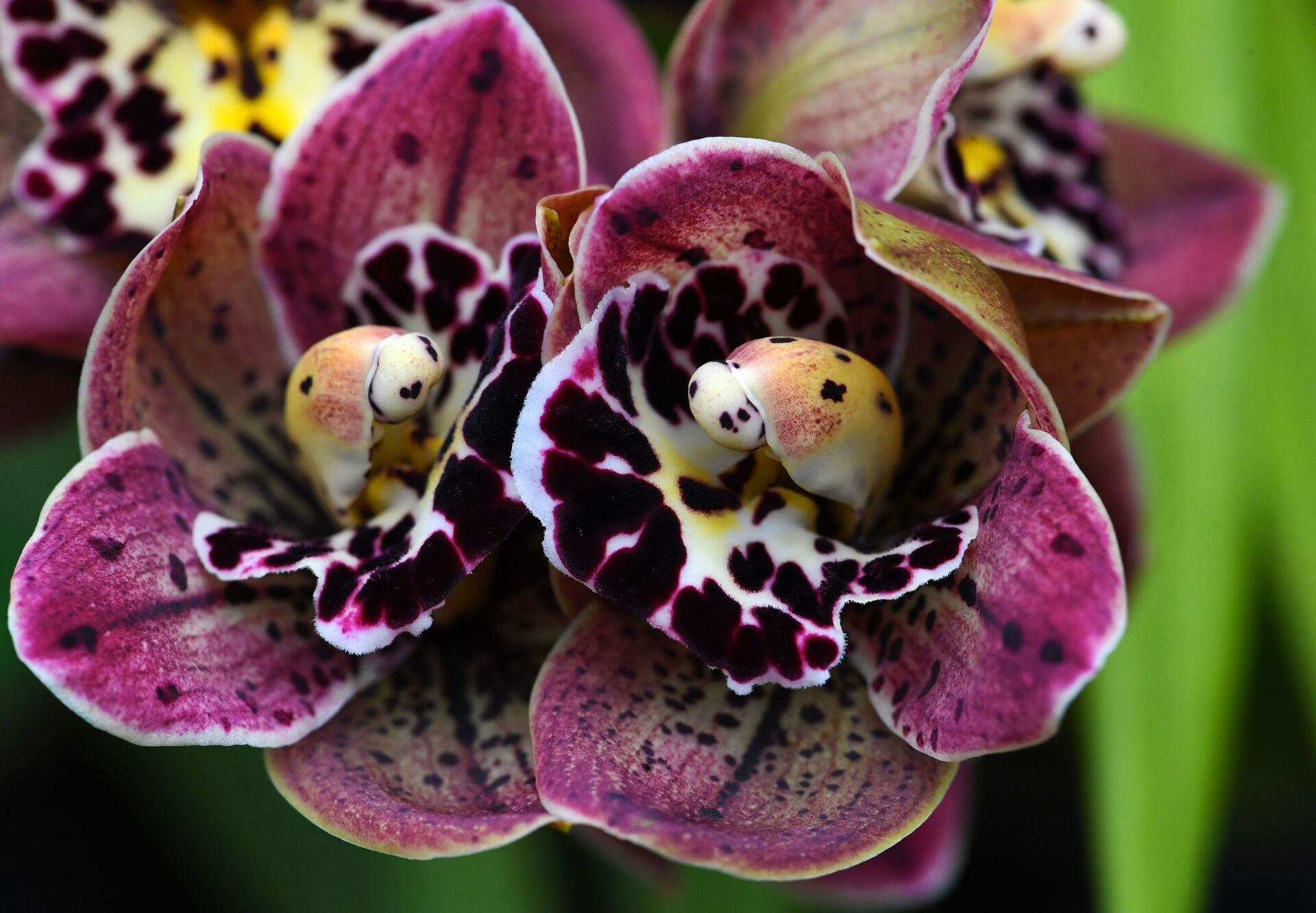 Фото: загадочные орхидеи - цветы романтиков и мистиков - Sputnik Молдова, 1920, 04.04.2021