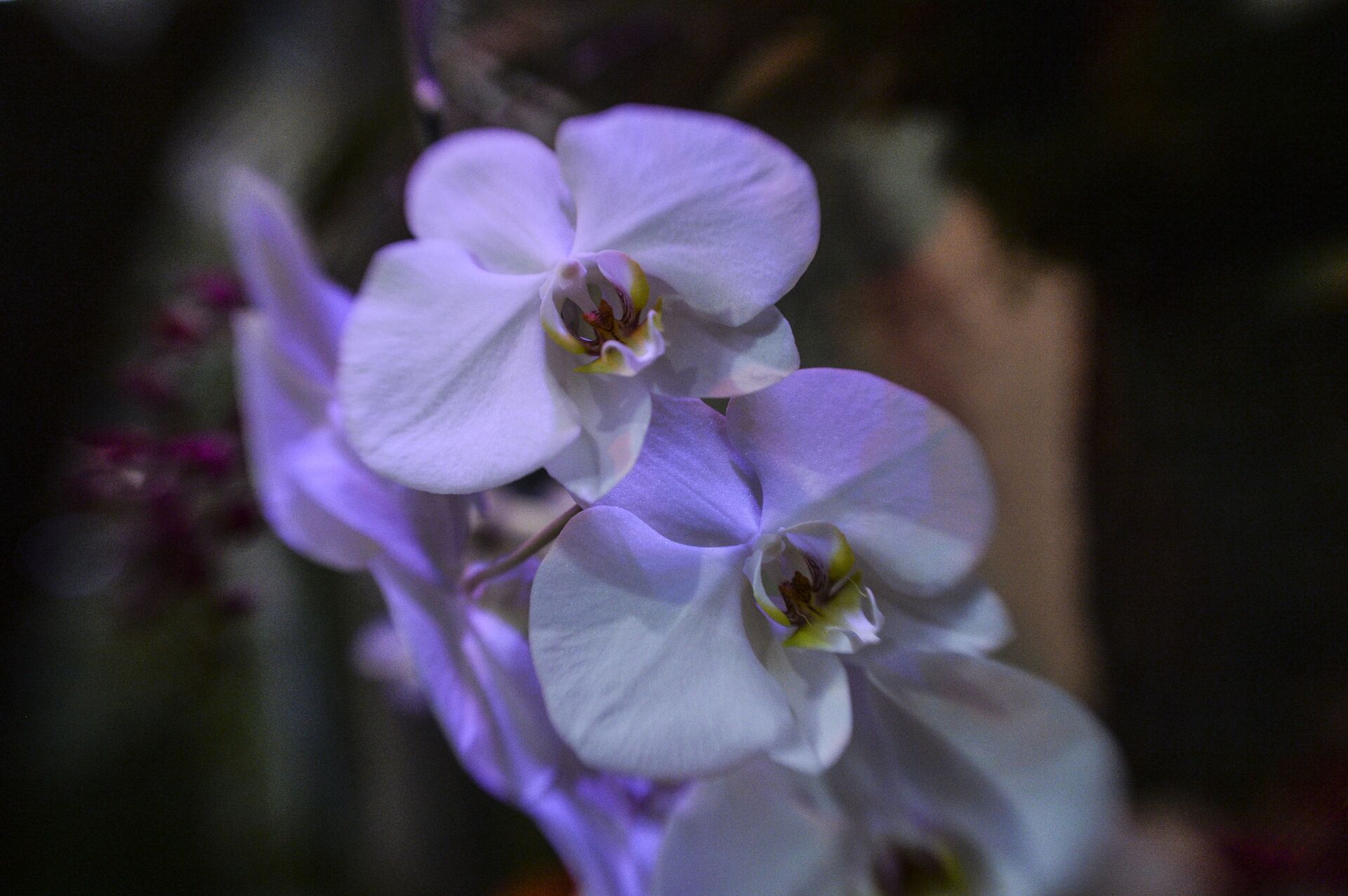 Фото: загадочные орхидеи - цветы романтиков и мистиков - Sputnik Молдова, 1920, 04.04.2021