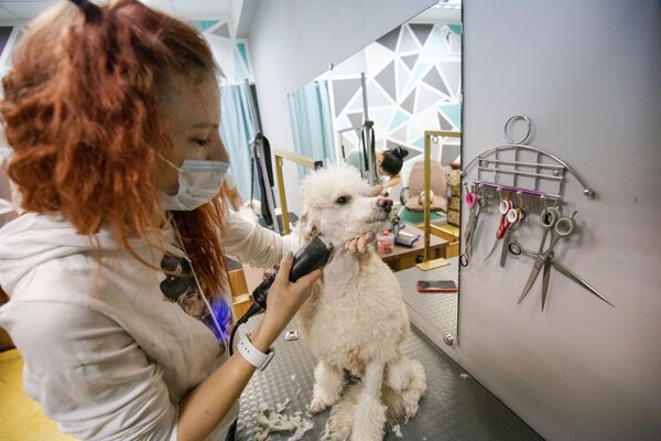 Spa pentru animale: Cum sunt răsfățați patrupezii la salon - Sputnik Moldova-România