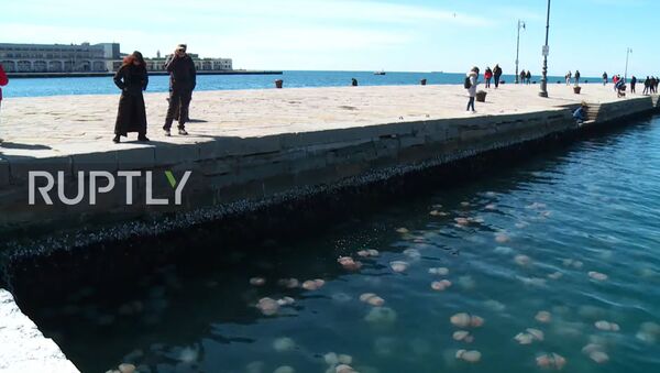 Italy: Horde of pink jellyfish invade Trieste's water - Sputnik Moldova-România