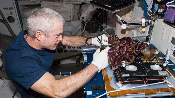 Американский астронавт Стивен Суонсон собирает выращенный на МКС салат  - Sputnik Молдова