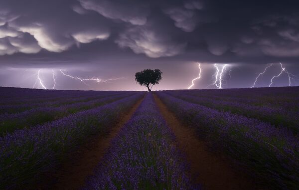 Снимок Electric Storm on Lavender испанского фотографа Juan López Ruiz, победивший в категории Open Landscape  фотоконкурса 2021 Sony World Photography Awards - Sputnik Молдова