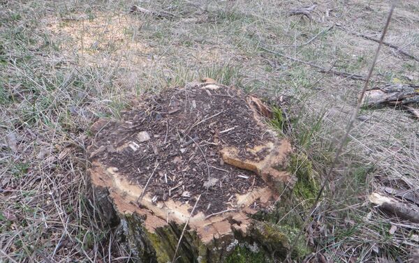 Лесной фонд автономии не досчитался 260 деревьев в лесополосе на окраине села Авдарма - Sputnik Молдова