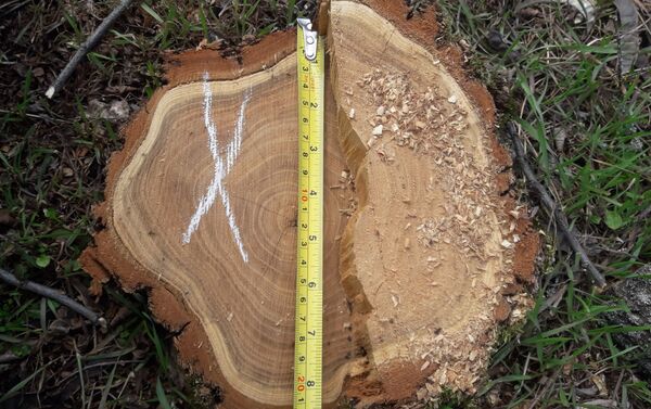 Специалистами выявлен факт незаконной вырубки деревьев, подсчитана кубатура и оценен ущерб - Sputnik Молдова