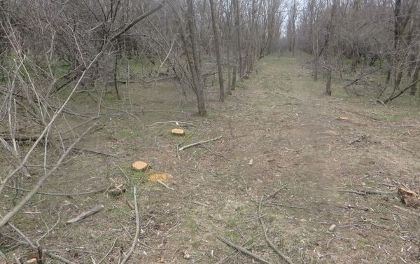 Массовая вырубка леса в Гагаузии - Sputnik Молдова