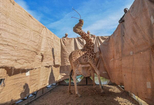 Снимок Rescue of Giraffes from Flooding Island фотографа из США Ami Vitale, занявший первое место конкурса World Press Photo 2021 в категории Nature - Sputnik Молдова