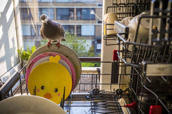 Снимок из серии Pandemic Pigeons—A Love Story фотографа из Нидерландов Jasper Doest, занявшей первое место конкурса World Press Photo 2021 в категории Nature - Sputnik Молдова